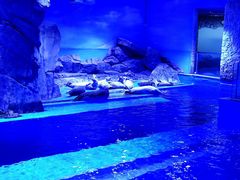 -上海海昌海洋公园