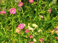 -国家植物园南园