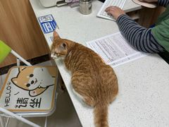 -瑞鹏宠物医院·夜间急症·心超·猫科(祖庙分店)