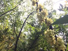 -火炉山森林公园