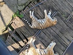 -大连森林动物园