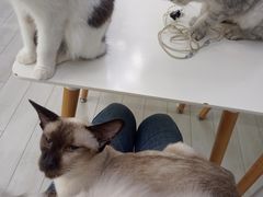 -喵的天空名猫咖啡馆·撸猫·猫舍·用品