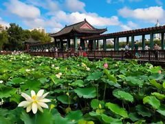 -莲花池公园