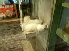 -猫咪博物馆(顶澳仔猫街店)