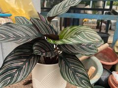 -金陵花卉交易市场