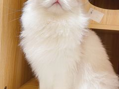 -猫域·湾主题猫咖·宠物吧(南坪城市广场店)