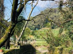 -随意茶庄·地道杭帮农家菜(梅家坞店)