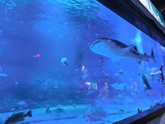 -烟台海昌鲸鲨海洋公园