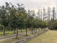 -前小桔亲子创意农场·草莓采摘·露营烧烤