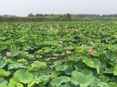 -荷塘月色湿地公园·向阳花洲