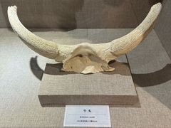 -巴音郭楞蒙古自治州博物馆