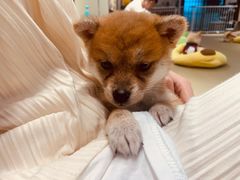 -逗柴咖啡屋·狗咖猫咖宠物桌游