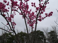 -金鸡山公园