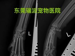 -东莞宠友24H宠物中心医院·转诊夜诊·异宠(新河北路院)