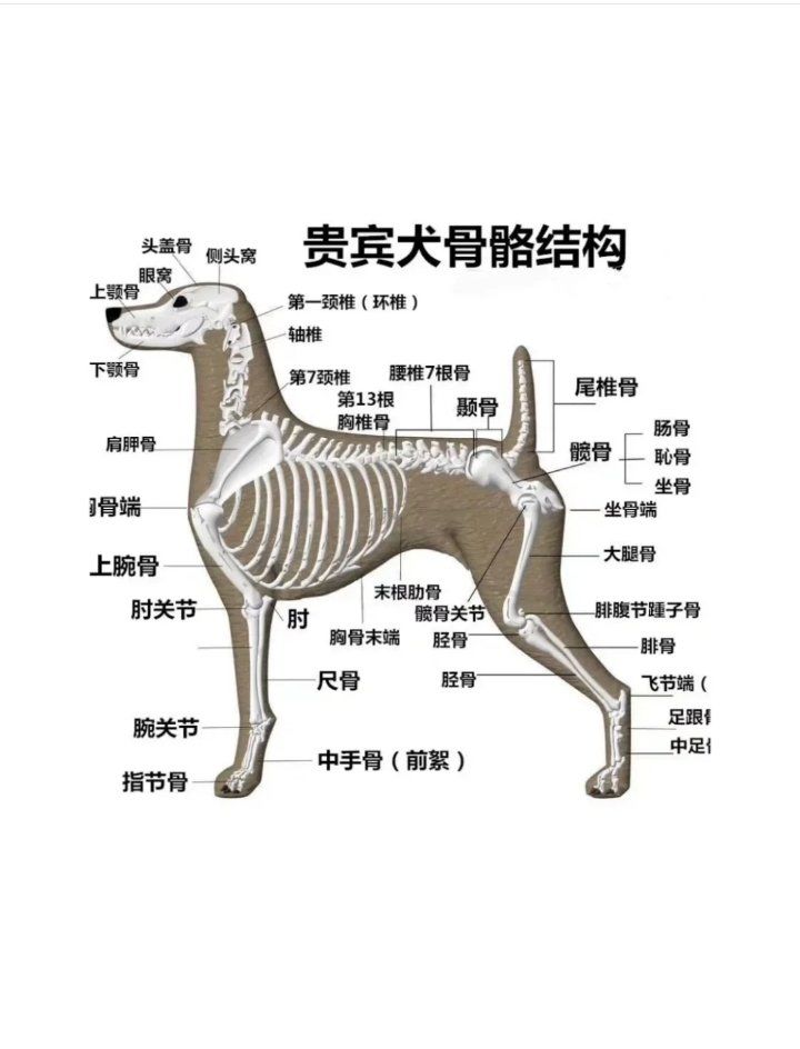 学习宠物美容,骨骼是必须学的吗