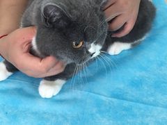-纳吉亚猫专科动物医院博雅分院