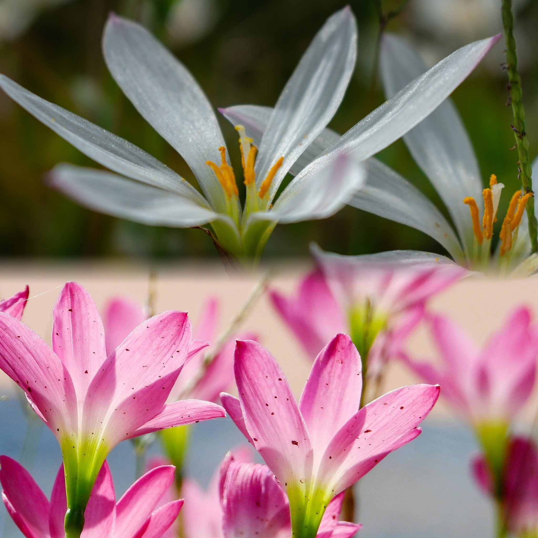 韭菜兰花种植方法图片