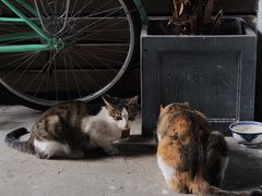 -猫里有甜
