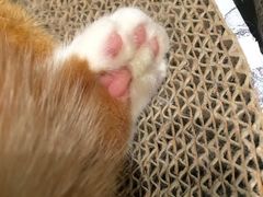 -瞄一喵猫咖(格力海岸店)