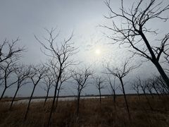 -盐城丹顶鹤湿地生态旅游区