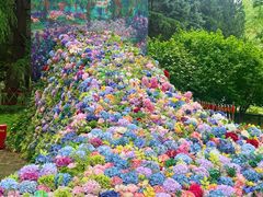 -上海共青森林公园