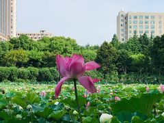 -黄兴公园