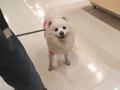 -帕帕拉兹宠物(亚洲旗舰店)