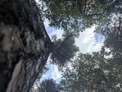 -汤旺河林海奇石景区