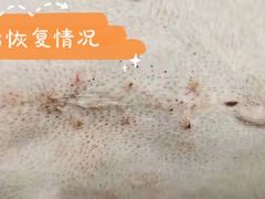 -乐琪宠物医院·犬猫专科·骨外科·急重症
