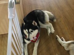 -Husky Go! 哈士奇体验馆·宠物咖啡厅狗咖