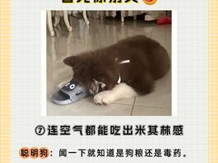 -翊宠yipet猫狗购宠庄园