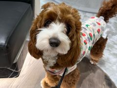 -帕帕拉兹宠物(亚洲旗舰店)