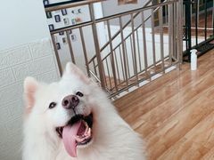 -西元前宠物酒店(郑庄府邸店)