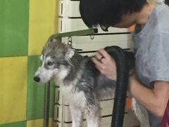 -久久宠物(河东万达店)