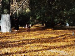 -灵谷景区