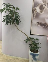 -紫琪尔胸部养护中心