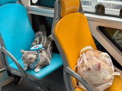 -帕帕拉兹宠物(亚洲旗舰店)