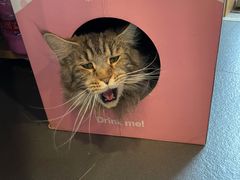 -十年猫舍·猫咪专门店(普陀店)