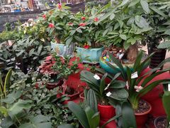 -李村大集