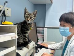 -纳吉亚猫专科动物诊疗中心(蒋宅口分院)