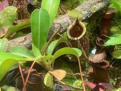 -国家植物园南园