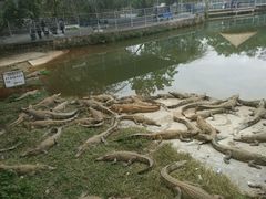 -广东茂名森林公园