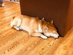 -柴务处·柴犬主题狗咖