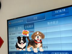 -北京观赏动物医院·24小时大型综合·猫专科·异宠专科