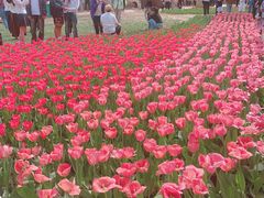 -洛阳郁金香牡丹园