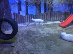 -芜湖新华联大白鲸海洋公园