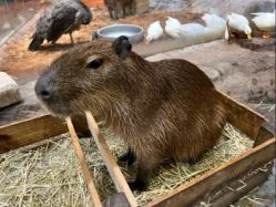 -Zoolung Zoolung动物主题公园(海信广场店)