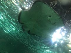 -悉尼海洋生物水族馆