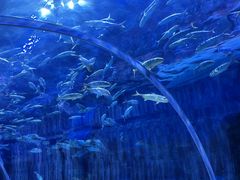 -华夏文旅海洋公园