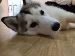 -Husky Go! 哈士奇体验馆·宠物咖啡厅狗咖